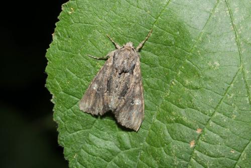 Mniotype solieri